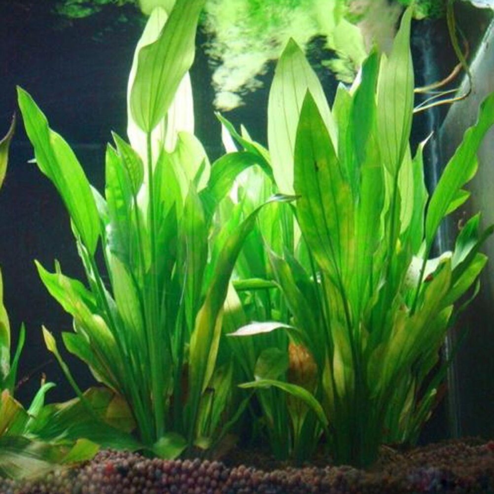 Aquarium Fish Tank Price - 15cm Artificial Aquarium Decor Plants Water