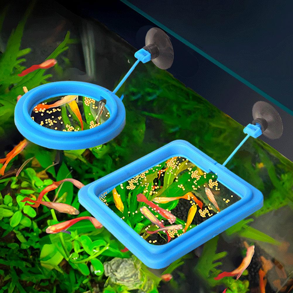 Fish Feeding Ring Feeder Fishi - Tetra Fish In Aquarium recension och pris