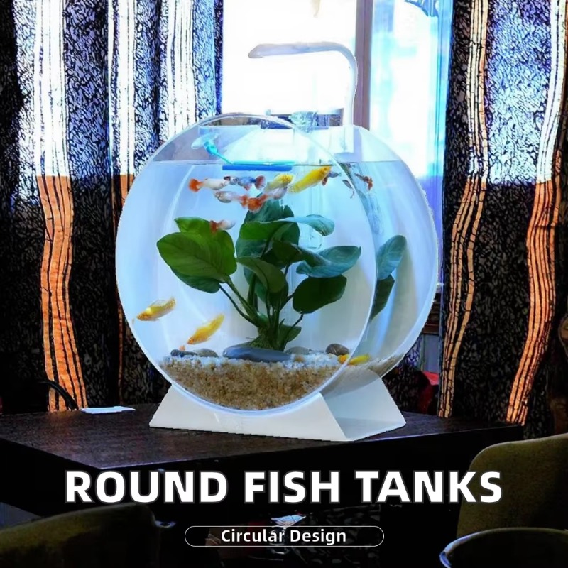 Hot Sale Modern Eco-Friendly A - Aquarium Fish For Sale recension och pris