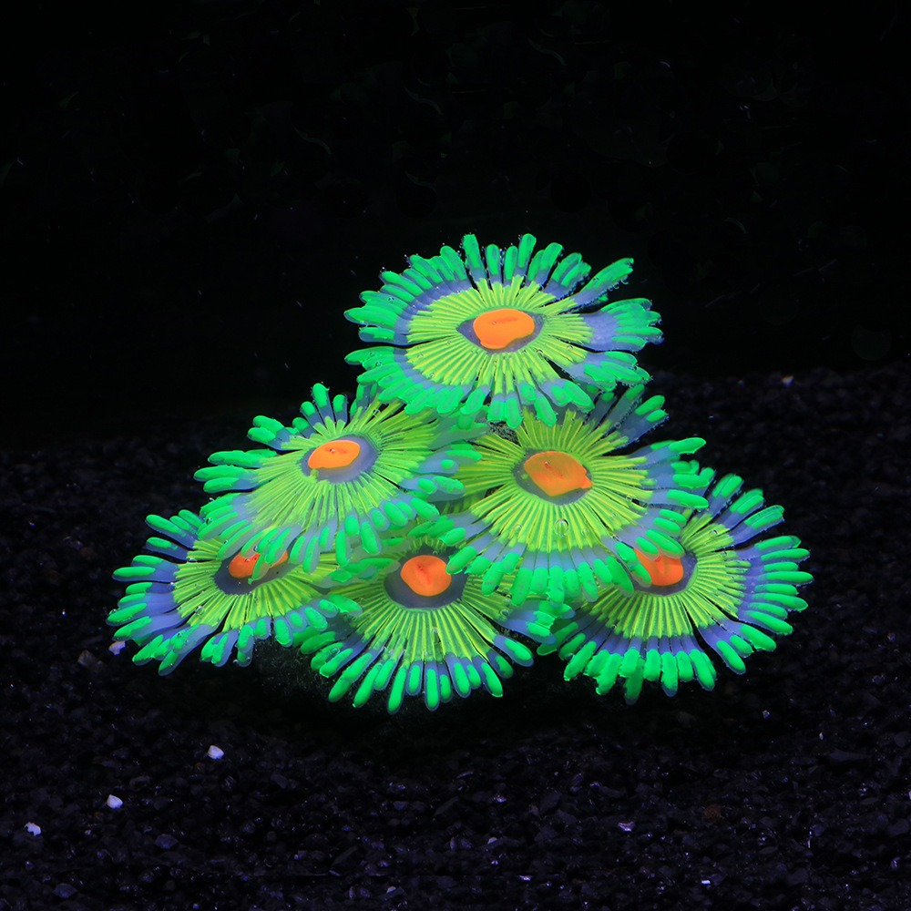 Glowing Soft Aquarium Fish Tan - Aquarium Fish Tank Price recension och pris