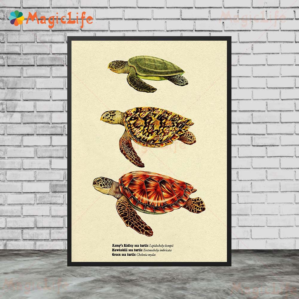 Vintage Sea Fish Tortoise Shar - Fish In Aquarium Picture recension och pris