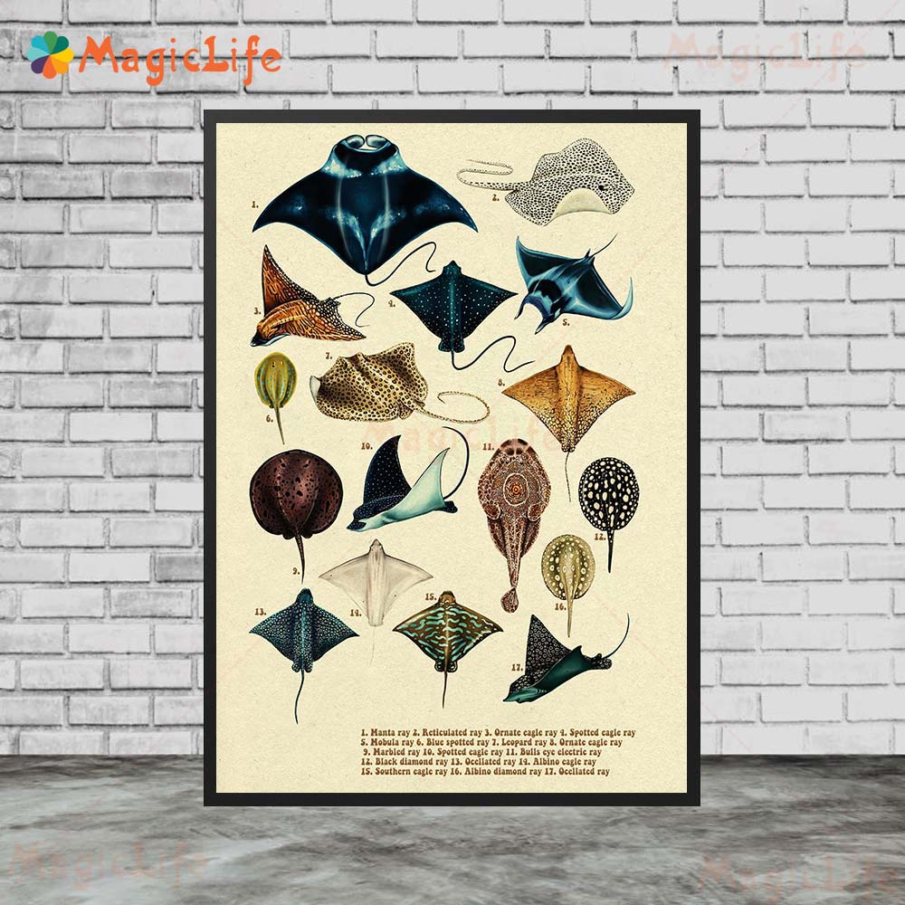 Vintage Sea Fish Tortoise Shar - Fish In Aquarium Picture recension och pris